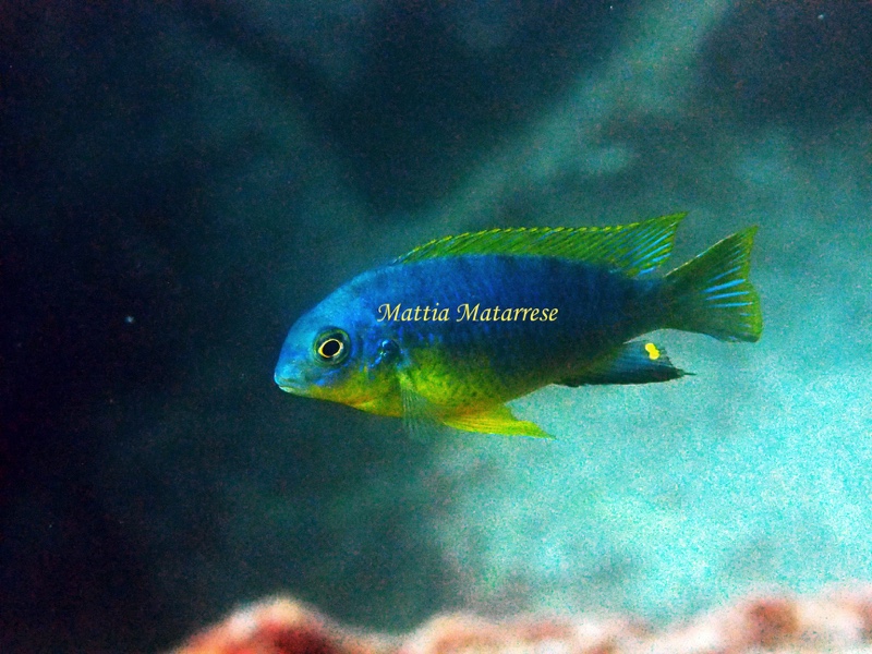 Tropheops sp. 'yellow chin' Chiwi Rocks